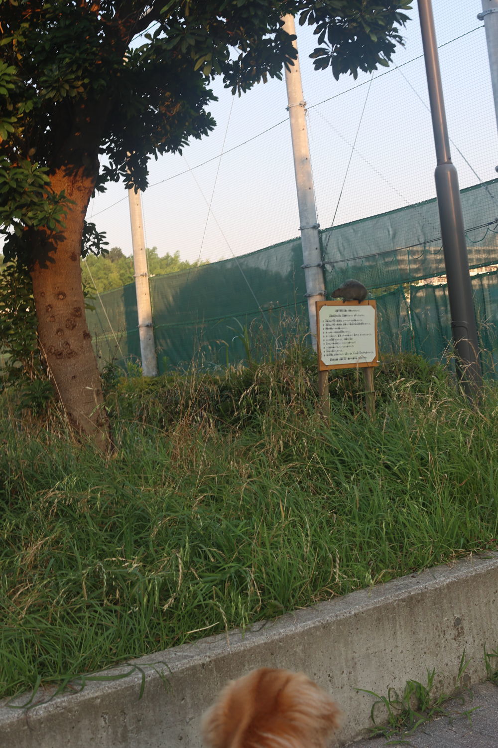 早朝散歩_b0275998_14203689.jpg