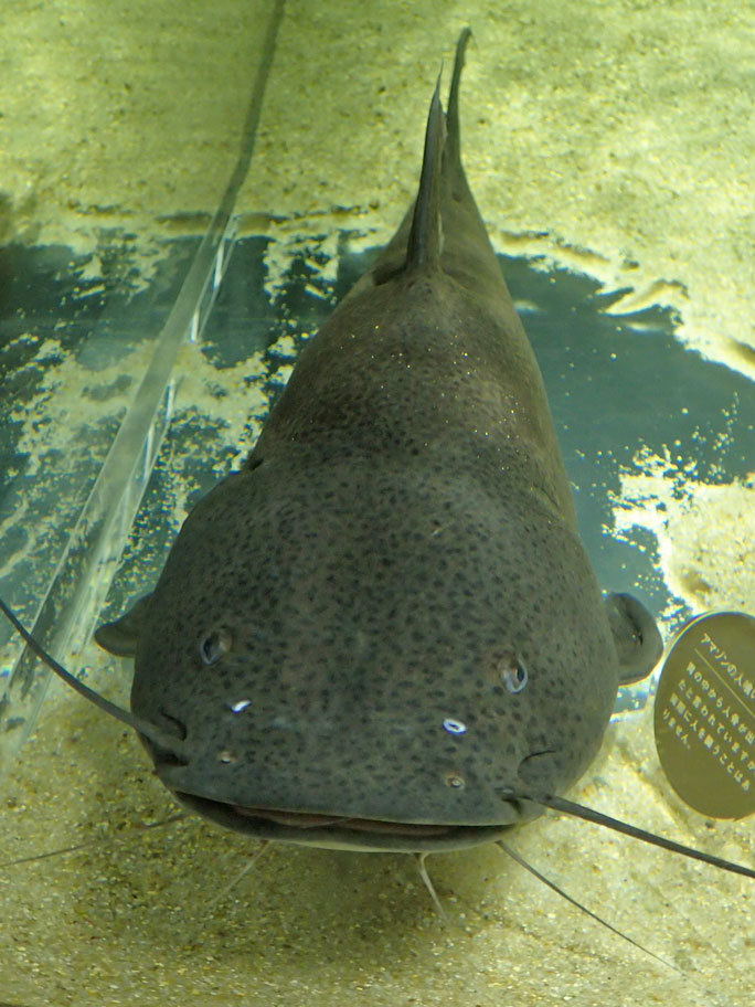 カワスイ 川崎水族館：南アメリカゾーン⑥～アマゾンの人喰いナマズ「ジャウー」＆「ブルーカンディル」とデンキウナギ_b0355317_20222926.jpg