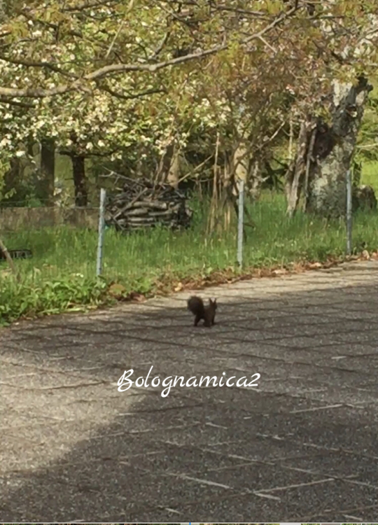 やっとリスに遭遇&#128063;_b0338818_19452294.jpeg