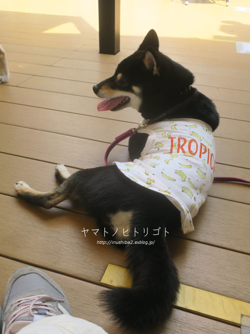 じょしーば_e0394031_08210920.jpg