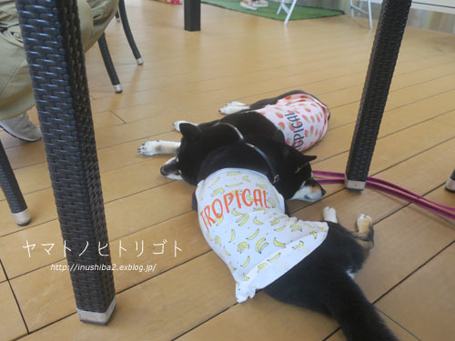 じょしーば_e0394031_08211837.jpg