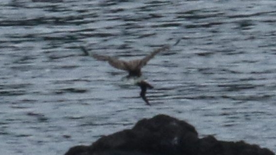流石は知床!ホテルの部屋からオジロワシを撮影! This is Shiretoko! A white-tailed eagle from a hotel room!_f0105570_17291297.jpg
