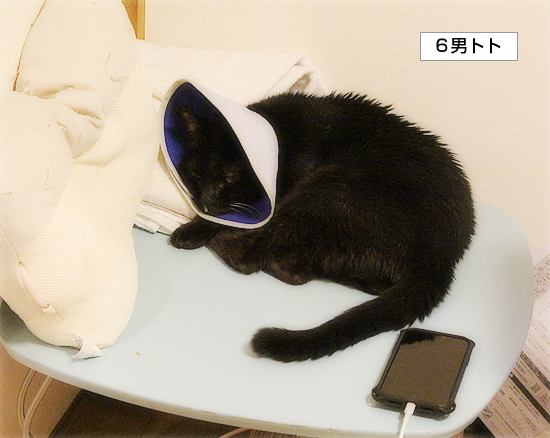 トトとエアコン_a0389088_20340754.jpg