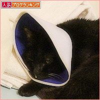 トトとエアコン_a0389088_20340804.jpg