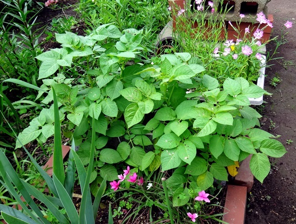 今年は豆ごはん二合♪ 落花生の開花など^^_a0136293_14380037.jpg