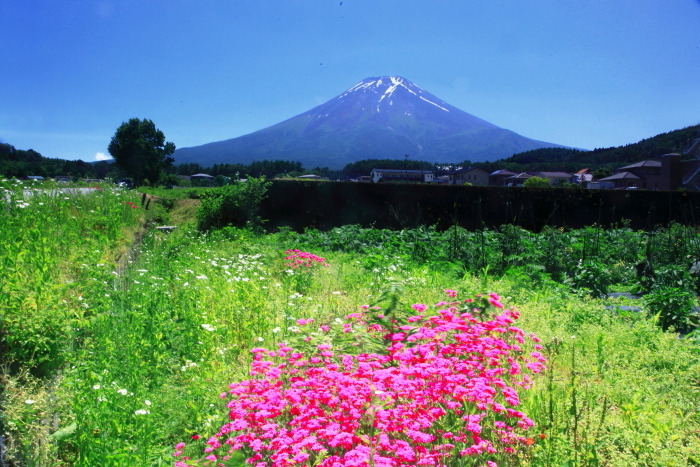 令和4年6月の富士 (17)　農村公園の富士_e0344396_12531624.jpg