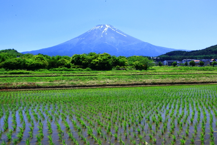 令和4年6月の富士 (17)　農村公園の富士_e0344396_12531687.jpg