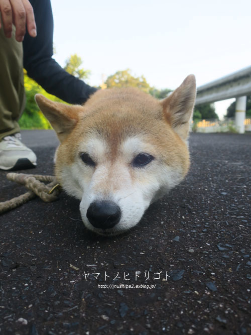 朝のトリミング_e0394031_08565634.jpg