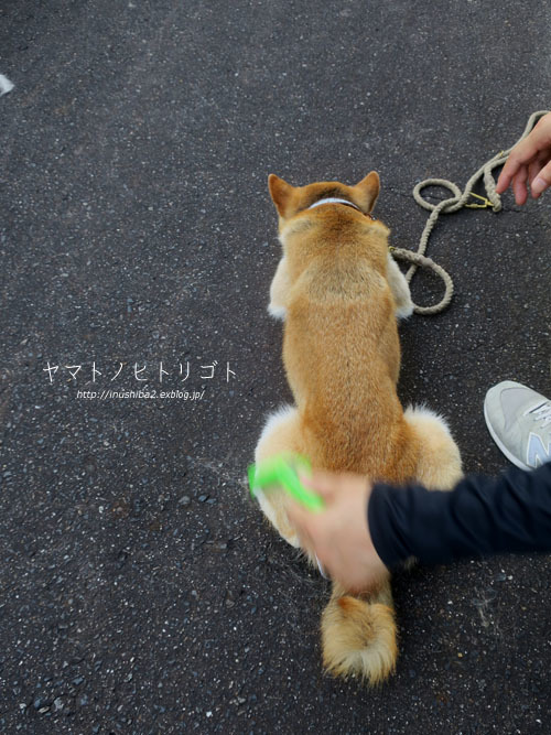 朝のトリミング_e0394031_08565921.jpg