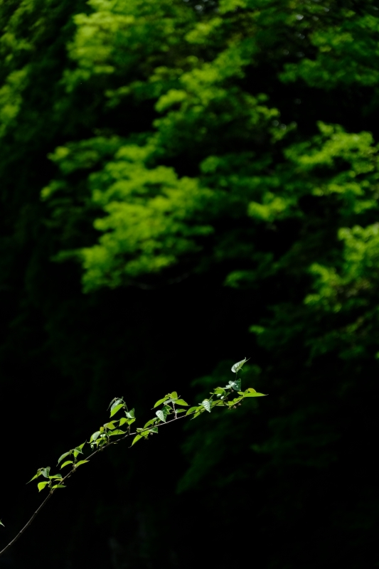 ズームレンズ　都市伝説　Tamaron 17-70mmF/2.8_f0050534_07285561.jpg