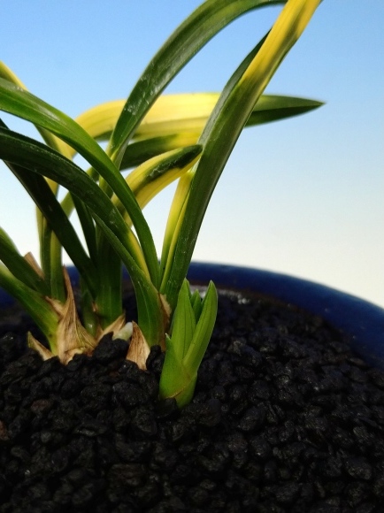 韓国春蘭 四季 : 蘭万園日記