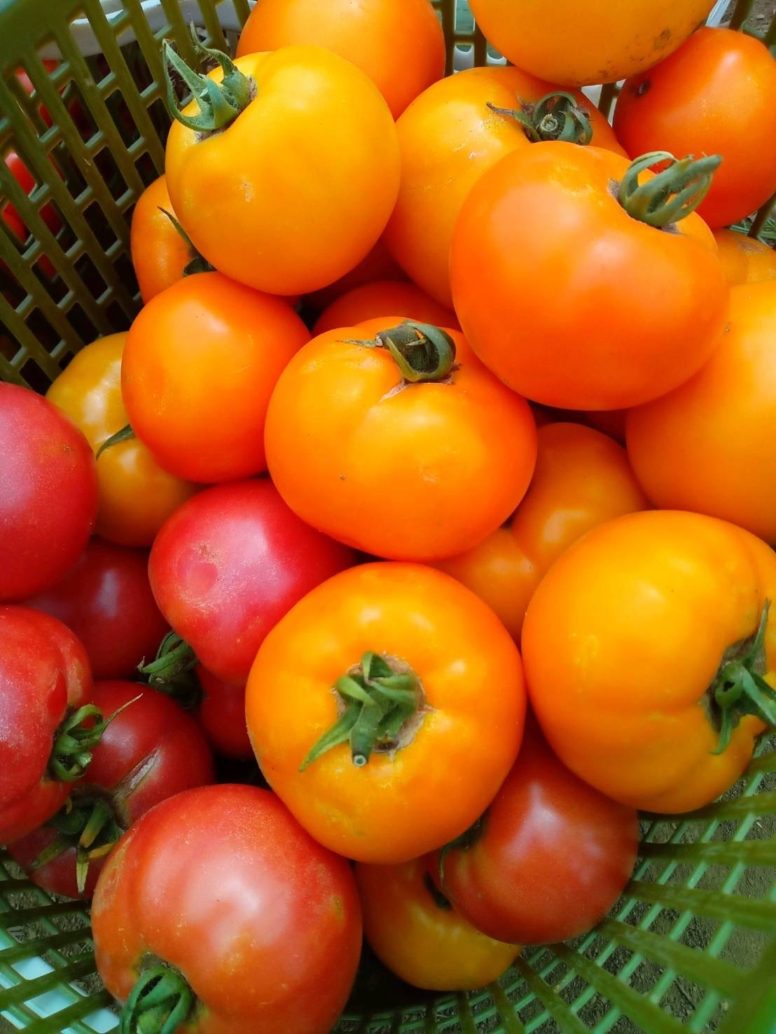 さあ　トマト　茄子　ピーマン　カボチャ　ズッキーニ　インゲン　オクラ収穫を毎日しております_c0222448_11250152.jpeg
