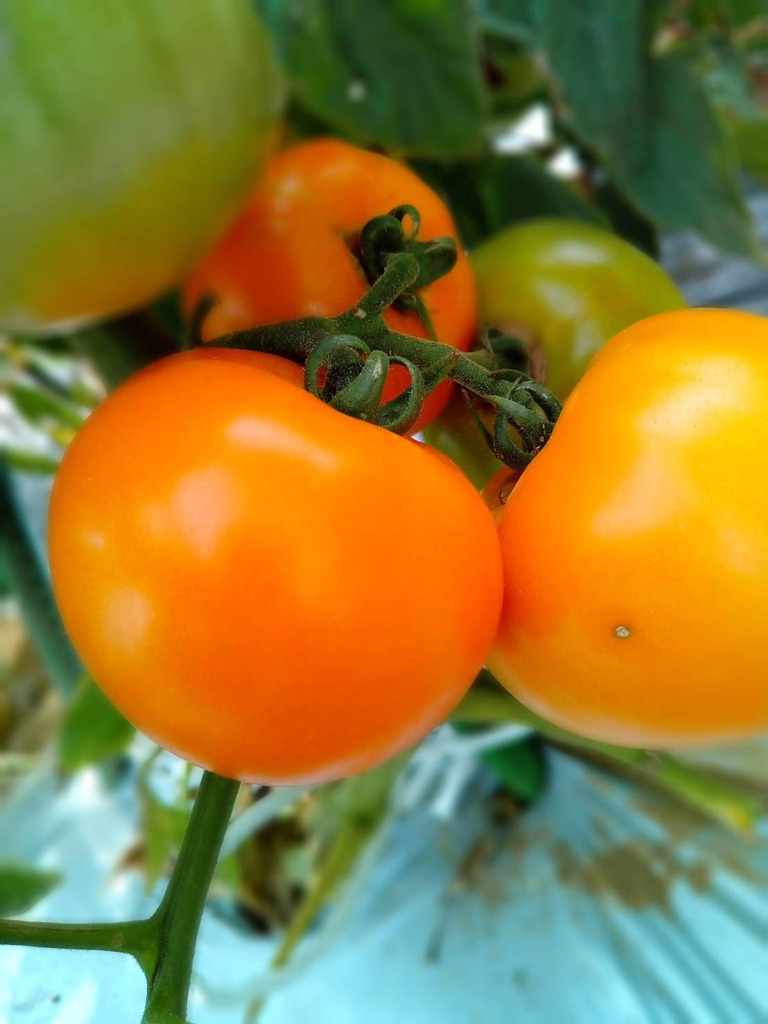 さあ　トマト　茄子　ピーマン　カボチャ　ズッキーニ　インゲン　オクラ収穫を毎日しております_c0222448_11252046.jpeg