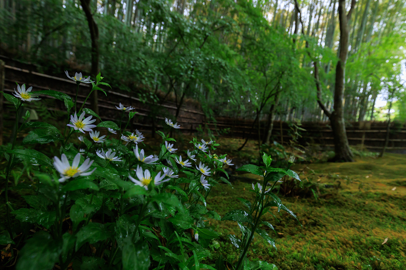 雨に濡れる新緑とミヤマヨメナ（祇王寺）_f0155048_23242526.jpg