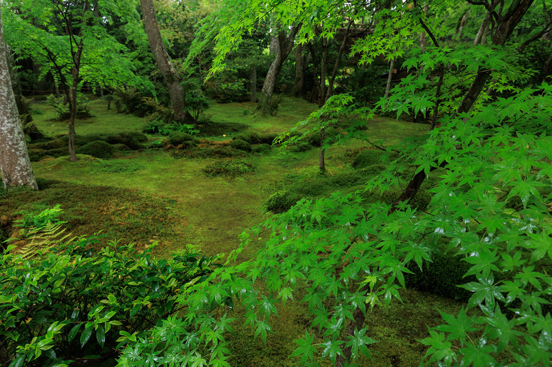 雨に濡れる新緑とミヤマヨメナ（祇王寺）_f0155048_23245423.jpg