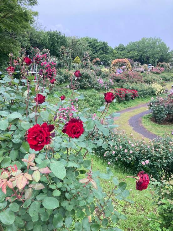 22春の京成バラ園 Mayumin S Tiny Secret Garden Table 小さな秘密の花園で