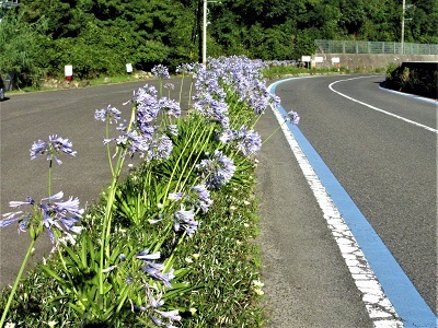 紫君子蘭・毎年同じ場所で咲く花_e0175370_13402079.jpg