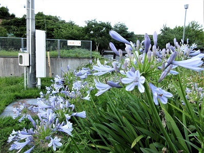 紫君子蘭・毎年同じ場所で咲く花_e0175370_13405055.jpg