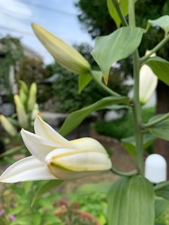 要介護認定の申請_b0367284_10110905.jpg