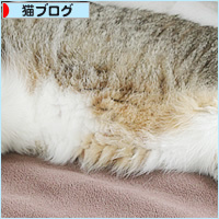 我が家に来て6年_a0389088_15272221.jpg