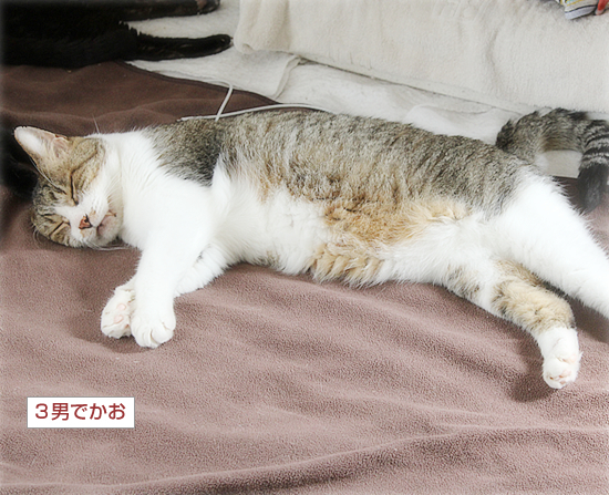 我が家に来て6年_a0389088_15272234.jpg