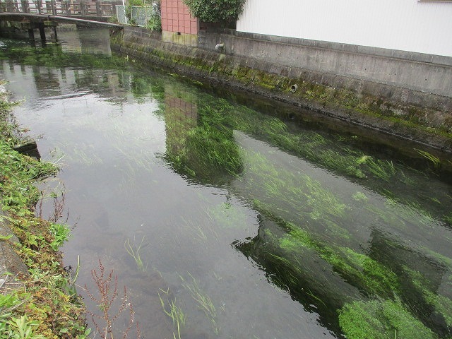3月以来の田宿川の川そうじ バリバリ刈って水位が大幅ダウン_f0141310_07533851.jpg