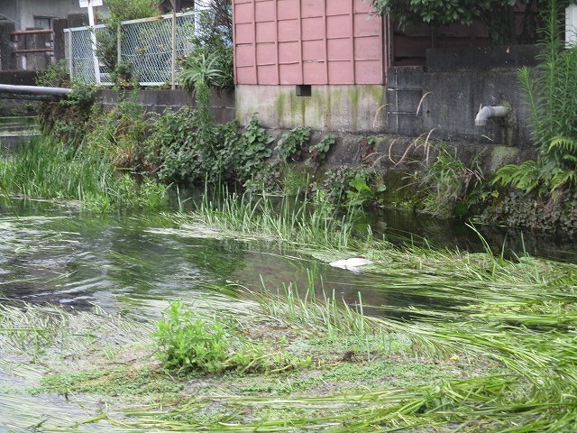 3月以来の田宿川の川そうじ バリバリ刈って水位が大幅ダウン_f0141310_07541959.jpg