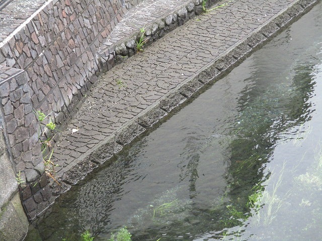 3月以来の田宿川の川そうじ　バリバリ刈って水位が大幅ダウン_f0141310_07544120.jpg