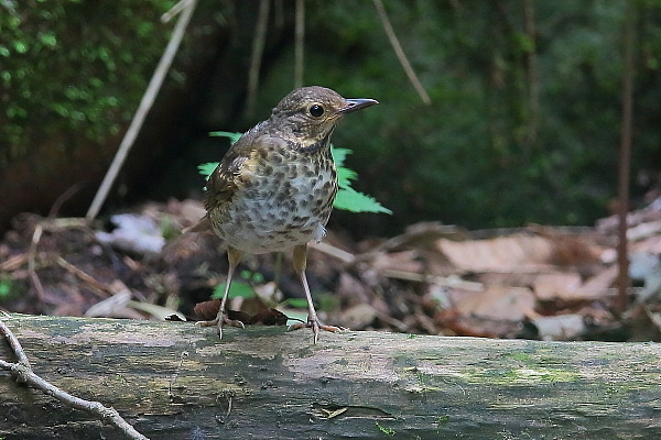 アカハラの幼鳥はクロツグミのメスに良く似ている_e0413627_15041034.jpg