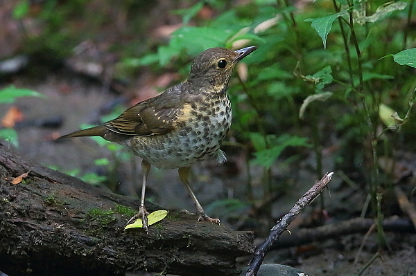 アカハラの幼鳥はクロツグミのメスに良く似ている_e0413627_15042358.jpg