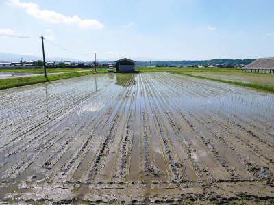 令和4年度の「健康農園」さんの田植えの様子!無農薬栽培の雑穀米、発芽玄米、米粉を大好評販売中!(後編) _a0254656_17194576.jpg