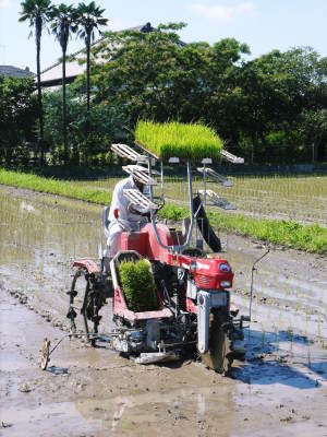 令和4年度の「健康農園」さんの田植えの様子!無農薬栽培の雑穀米、発芽玄米、米粉を大好評販売中!(後編) _a0254656_17352512.jpg