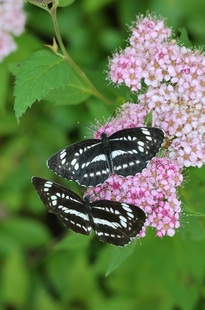 蝶々 妄想が現実に・・オオミスジ交尾 : 蝶超天国
