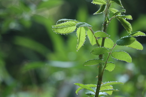 雨粒を数えて_e0364065_21502382.jpg