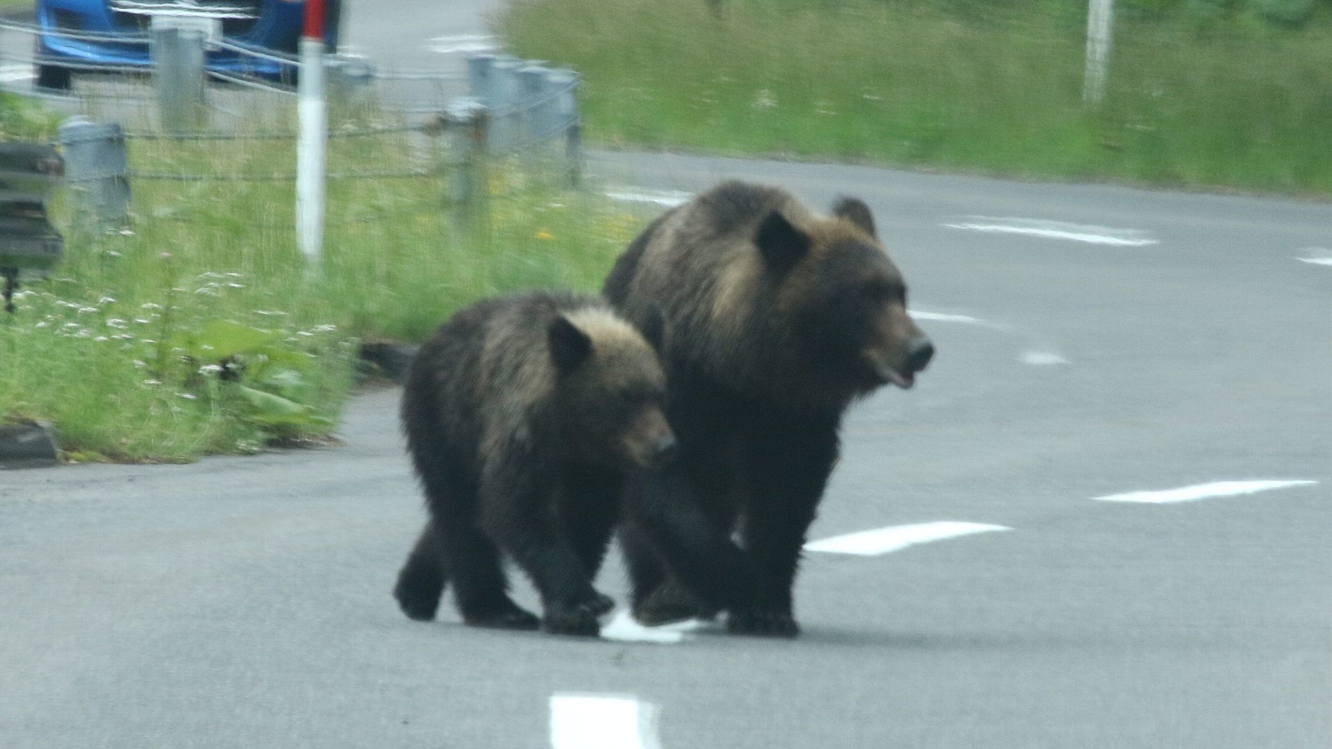 流石知床！真昼間に県道（道道）でヒグマ親子に遭遇！　This is Shiretoko! Brown bear parents and children on the traffic road!_f0105570_11110399.jpg