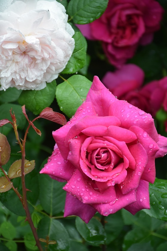 涼しい今朝の庭から 22年上半期の庭のバラ バラとハーブのある暮らし Salon De Roses