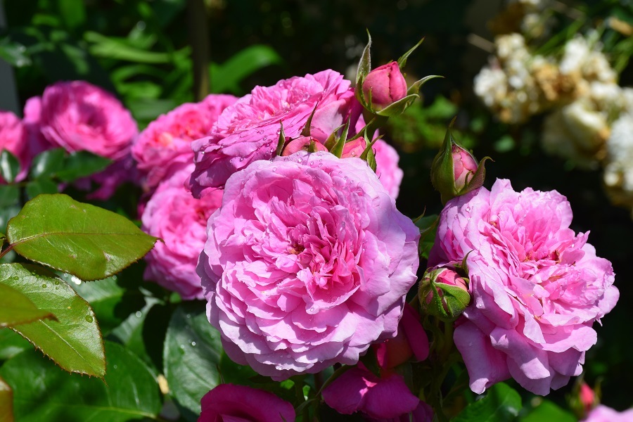 涼しい今朝の庭から 22年上半期の庭のバラ バラとハーブのある暮らし Salon De Roses