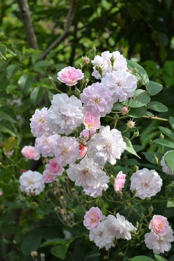 涼しい今朝の庭から 22年上半期の庭のバラ バラとハーブのある暮らし Salon De Roses