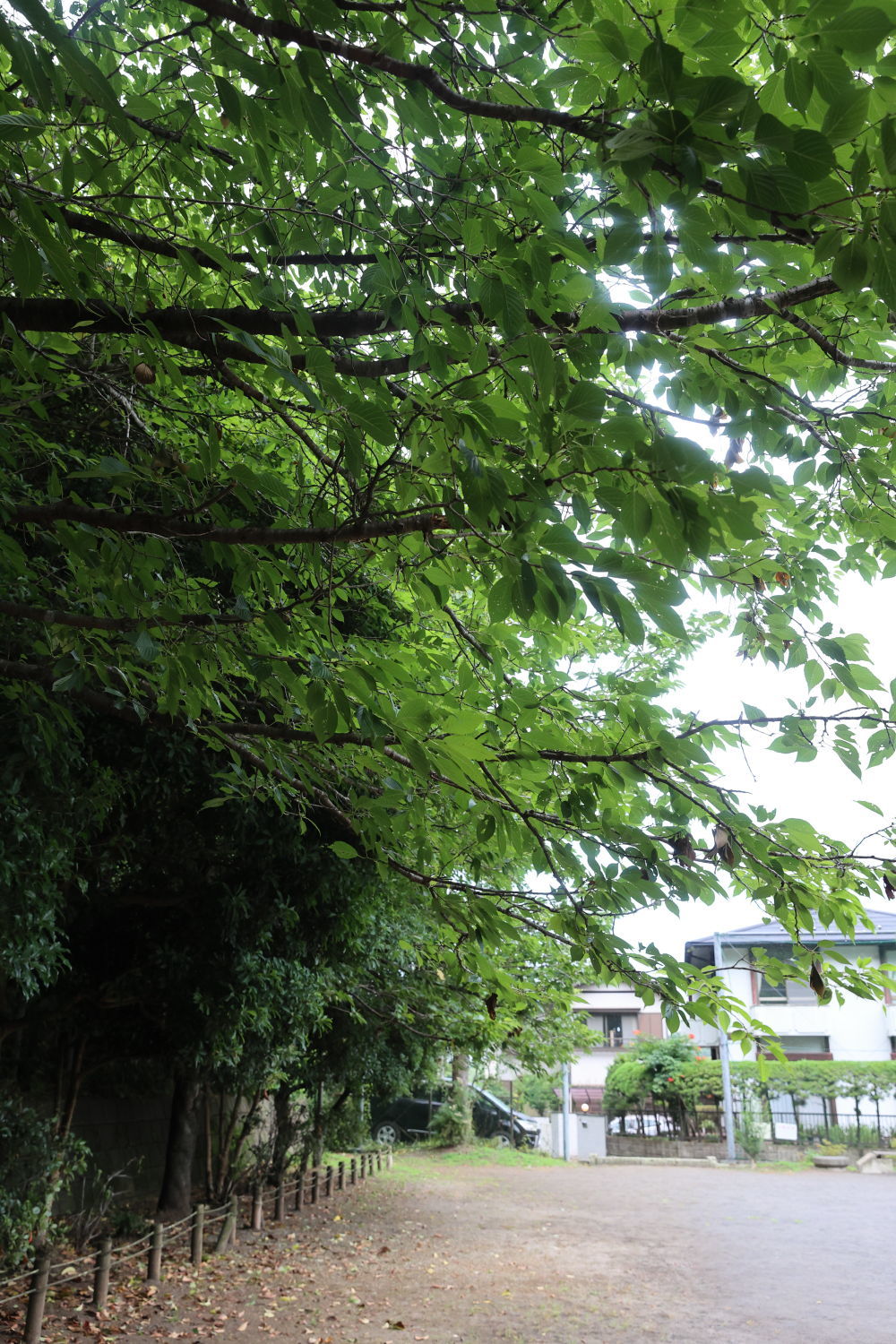 雨の日散歩_b0275998_14121488.jpg