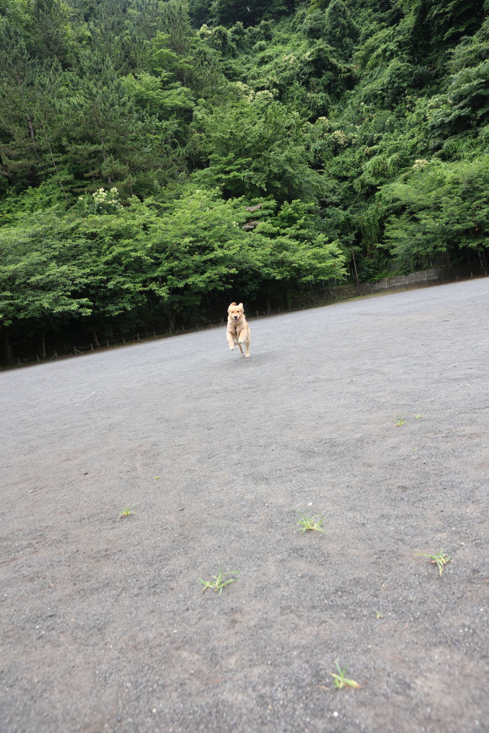 雨の日散歩_b0275998_14124403.jpg