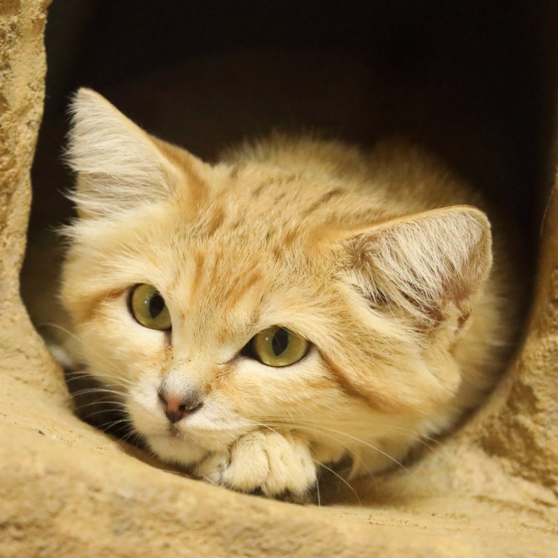 那須と神戸でしか観れない「スナネコ」が、埼玉の動物園に来園 : 旅