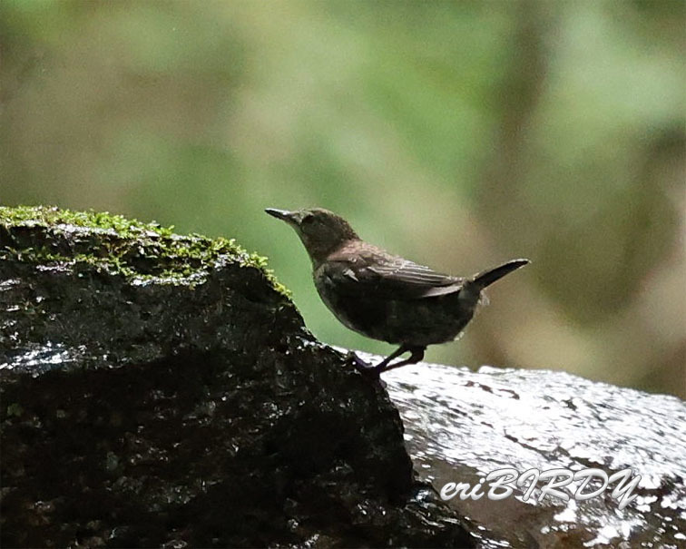 6月13日　カワガラス幼鳥_e0276114_05442749.jpg