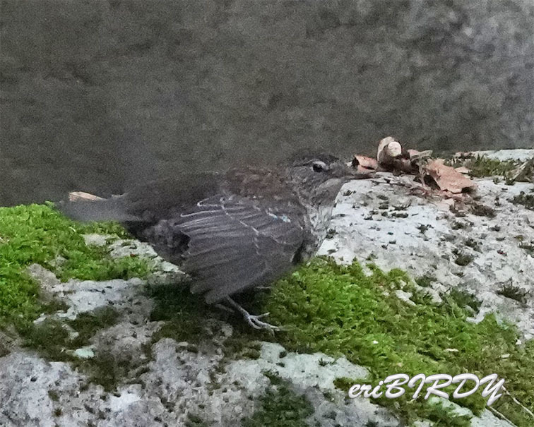 6月13日　カワガラス幼鳥_e0276114_05442891.jpg