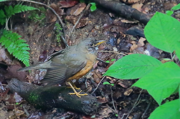 アカハラは夏鳥か?_e0413627_09480966.jpg