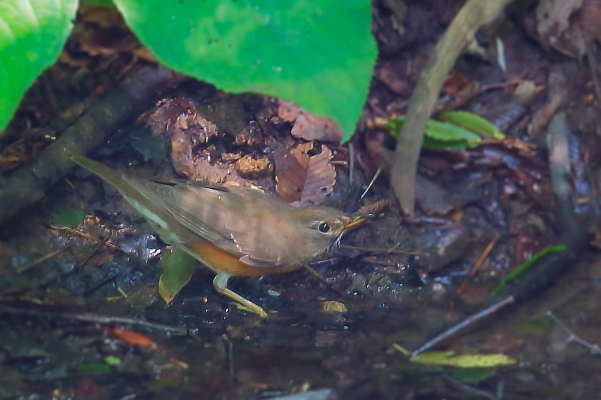 アカハラは夏鳥か?_e0413627_09482153.jpg