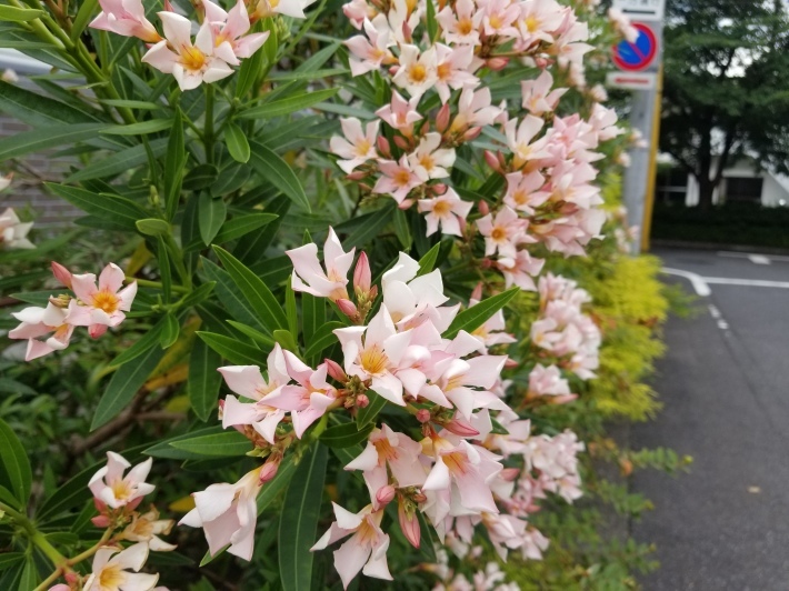 業 「漂流物」(車谷長吉)_e0016828_11365952.jpg