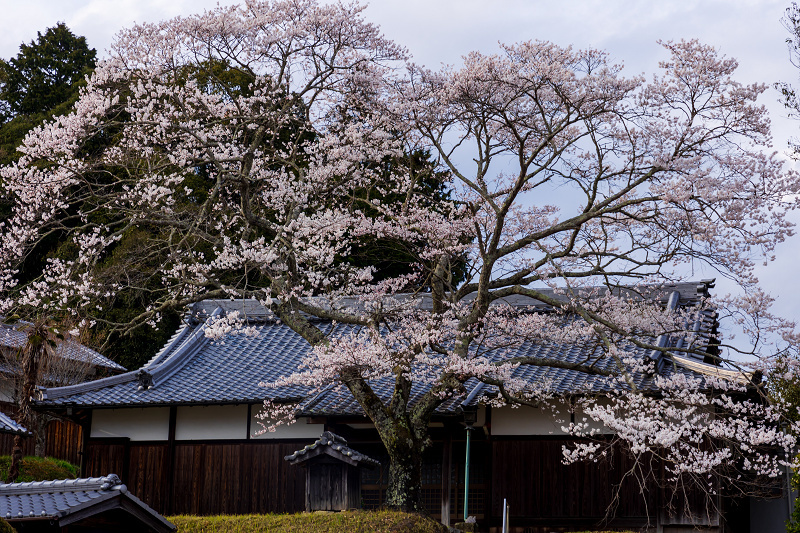 2022桜咲く京都　西願寺の枝垂れ桜_f0155048_00001125.jpg