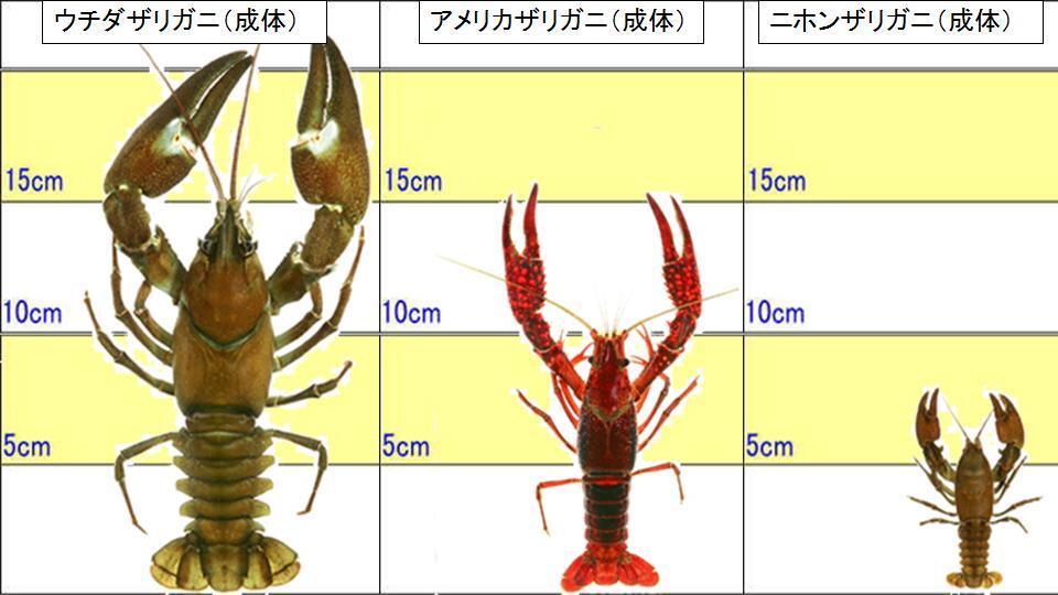 Hard to Find   ザリガニのパーティー ザリガニパーティーへの参加申込受付が本日18時より開始いたし