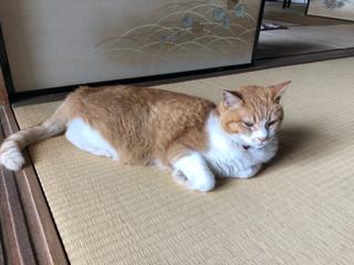 ランもどき_f0363168_19315096.png