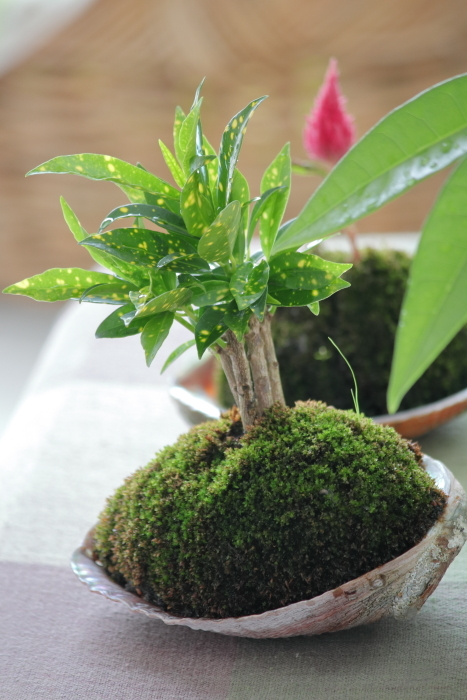 あの苔は今?_b0416369_12071679.jpg